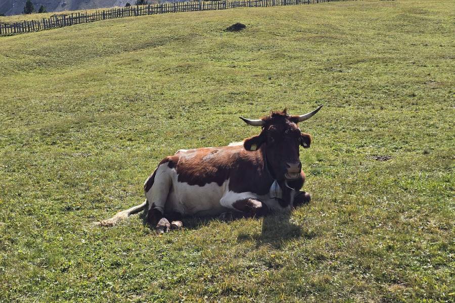 A cow resting on a green alpine meadow with a wooden fence