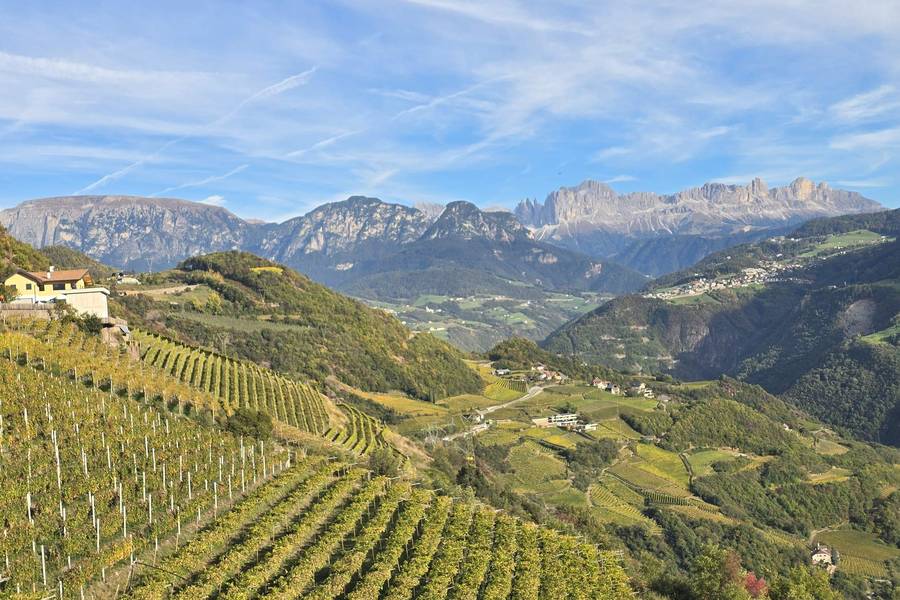 Terraced vineyards above Bolzano with the Rosengarten mountains in the distance